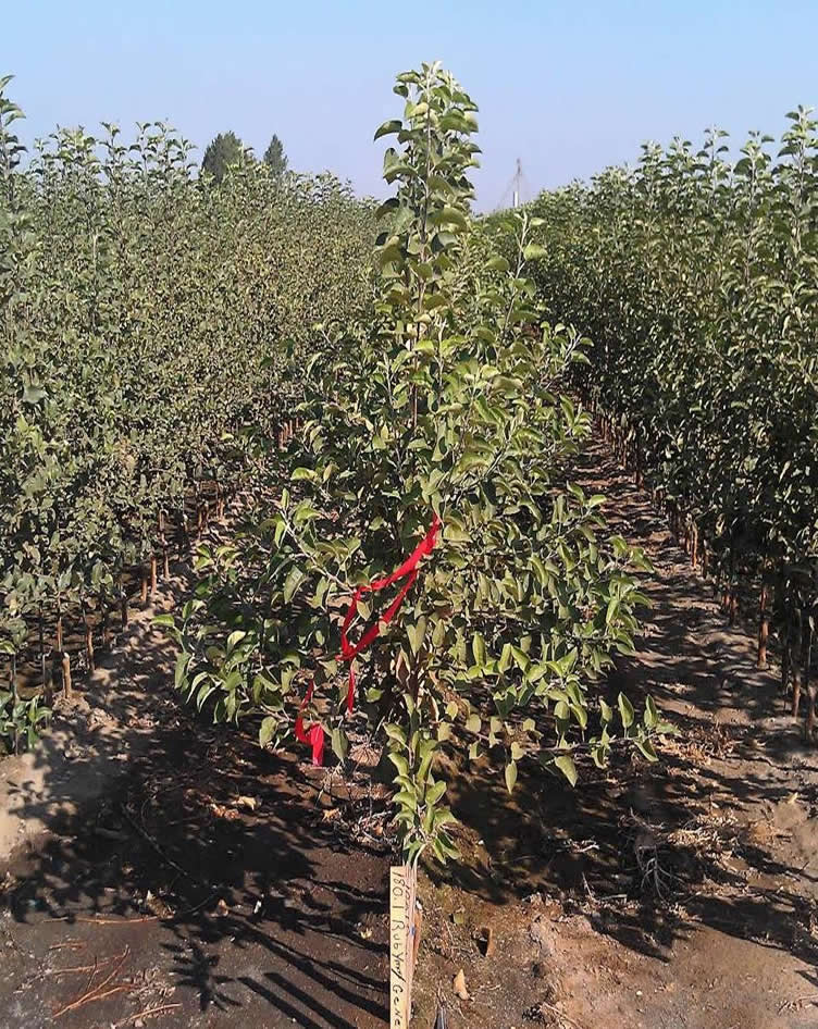 Water Spreading, Sundale Orchards